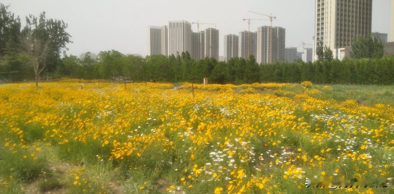 郑州东风渠生态公园黄色花海
没想到过了五一假期，郑州东风渠生态公园的花草全部盛开