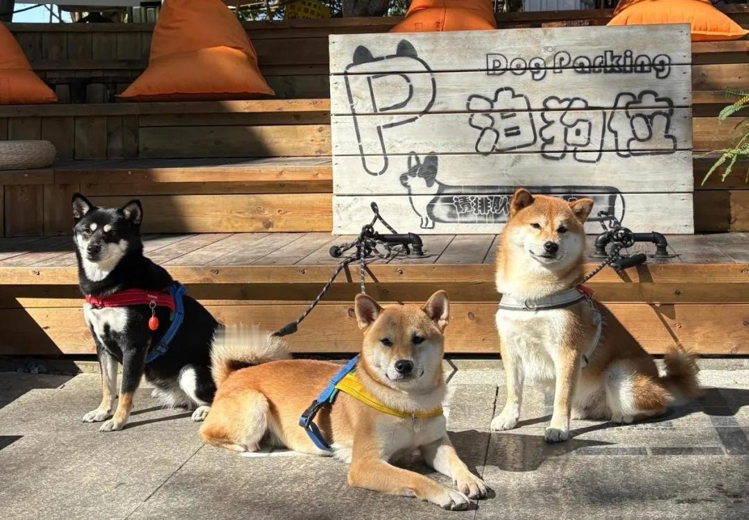 解锁乡村宠物经济，新玩法 ？

从北京 “十五五” 规划定调，到平谷百亿集群布局