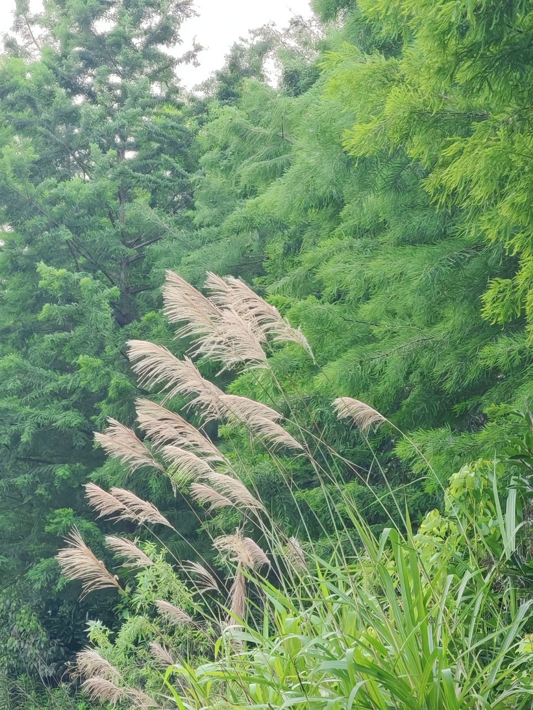 每天一小时散步效应 