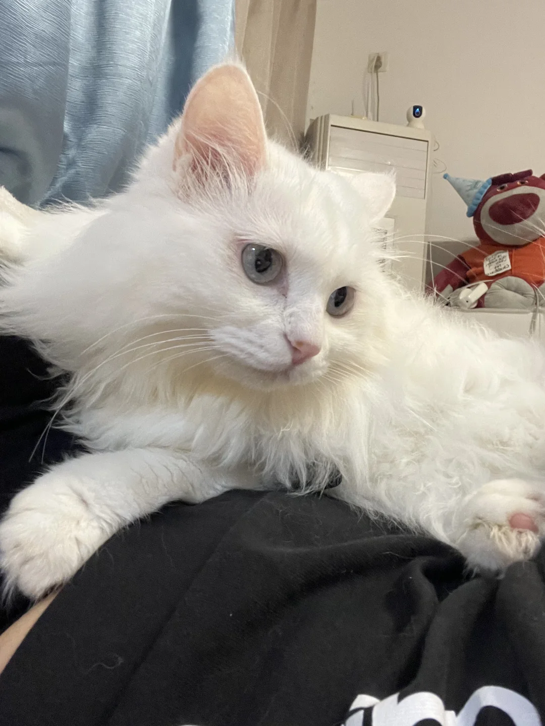 粘人小猫🐱