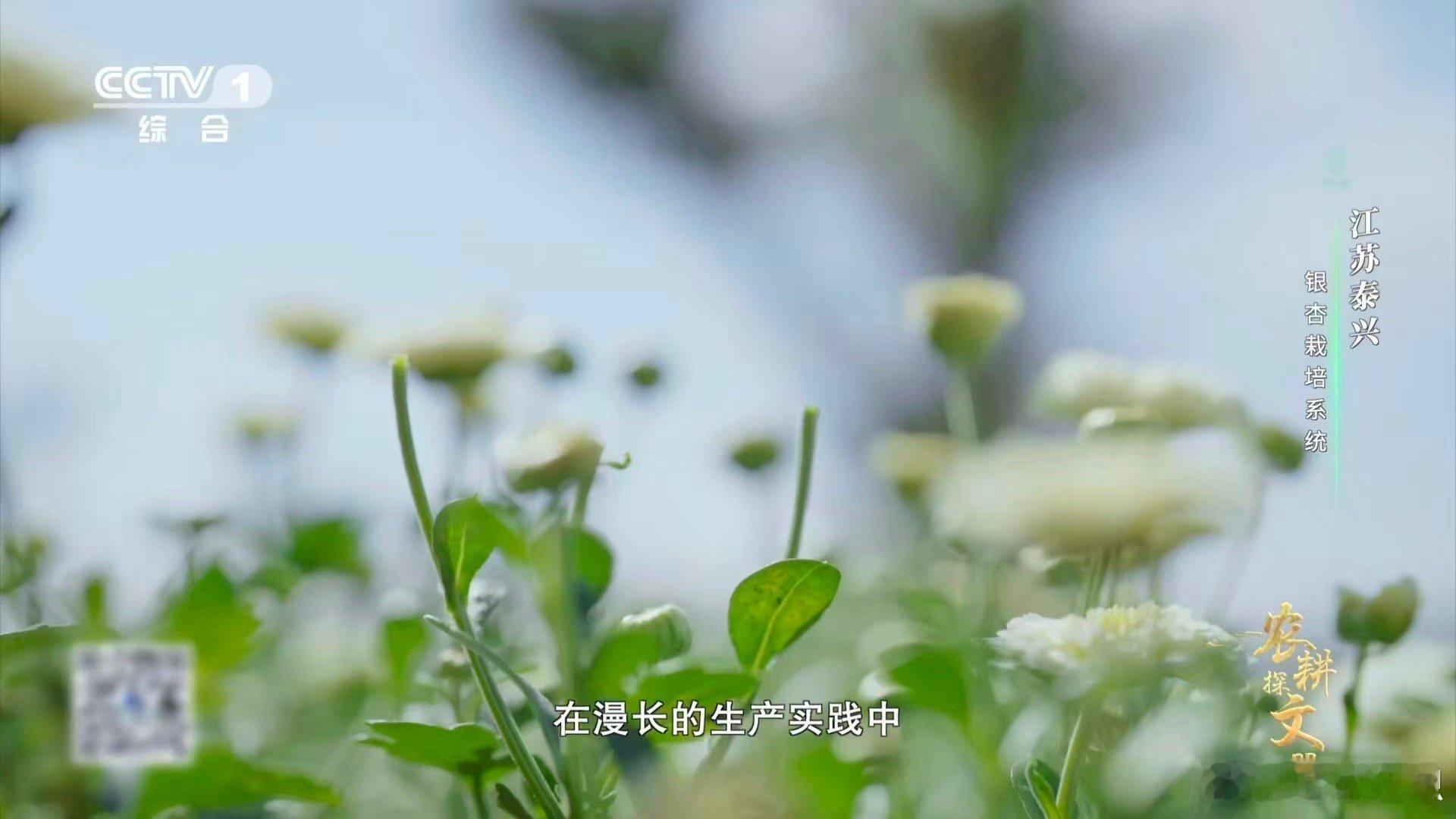 喂了银杏果鸡肉更鲜了 泰兴人是真的会吃！拿本地银杏果喂鸡，养出来的鸡肉鲜到骨子里