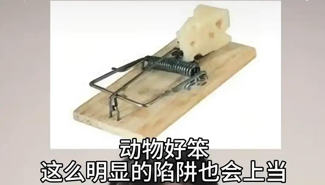动物们的陷阱好明显，上一秒动物们好笨下一秒。。。[哈哈][哈哈] ​​​