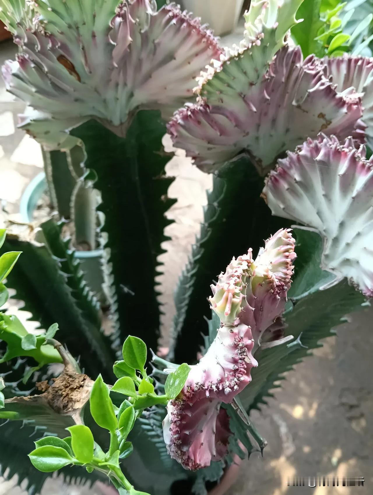美丽的造型