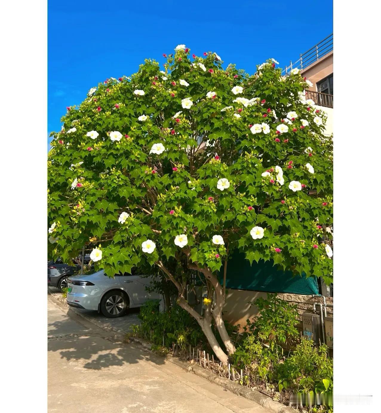 木芙蓉～