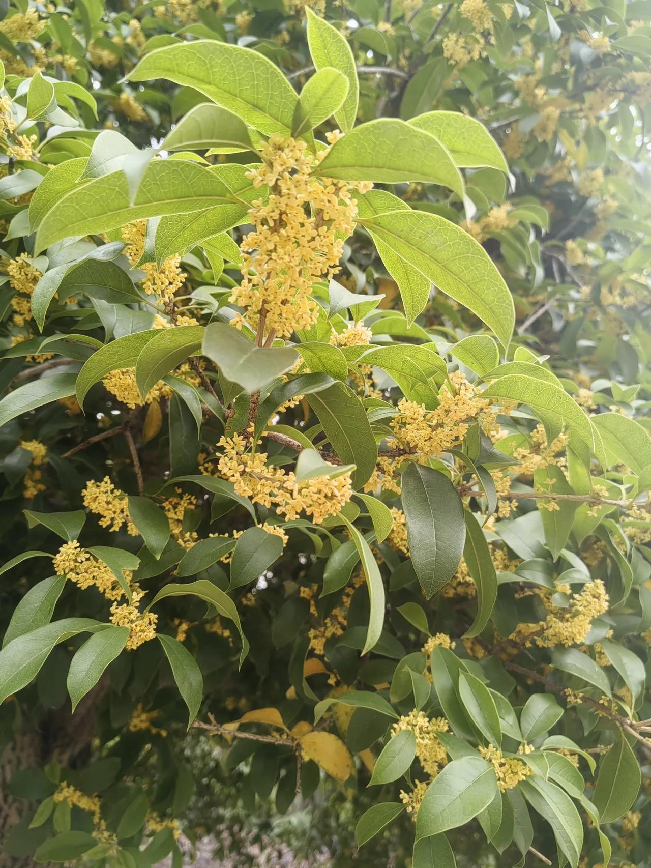 桂花十月开，香味飘十里。平常说八月桂花开。桂花香味浓郁，惹人们喜爱！