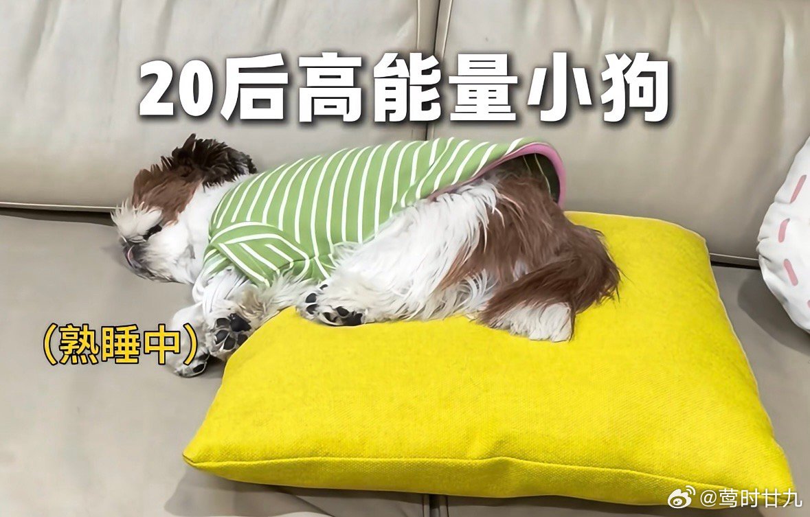 这个呆睡的，乍一看都分不出头和屁股 ​​​