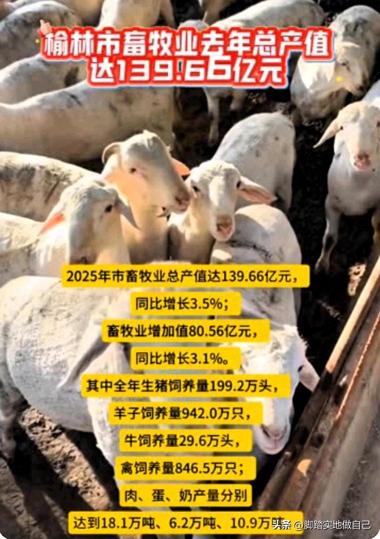 家人们！榆林畜牧业太牛了！2025年总产值直接干到139.66亿，同比涨了3.5