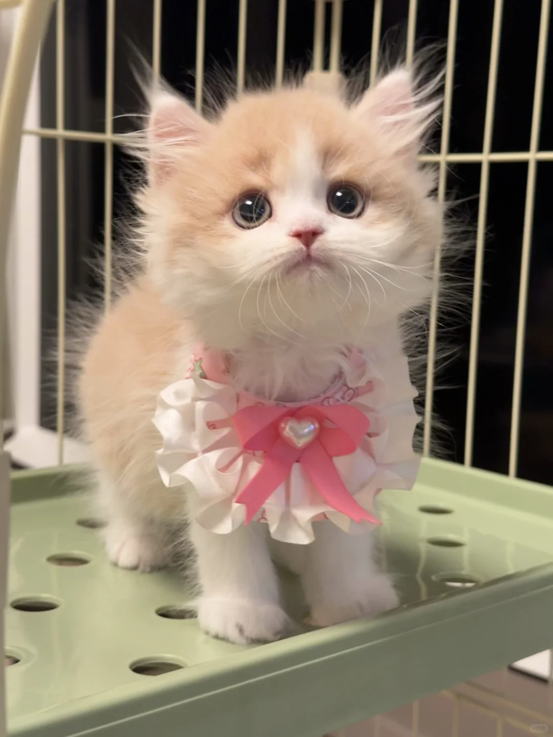 乳白长毛弟弟💕