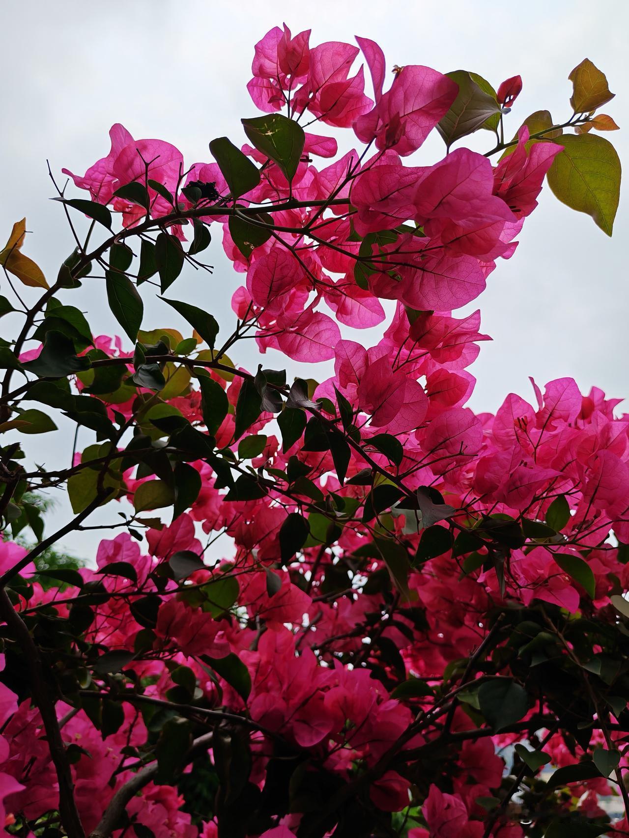 这雨下的，像要报复好几个月没下过大雨一样，又似天空被捅穿了一，用瓢泼大雨，倾盆而