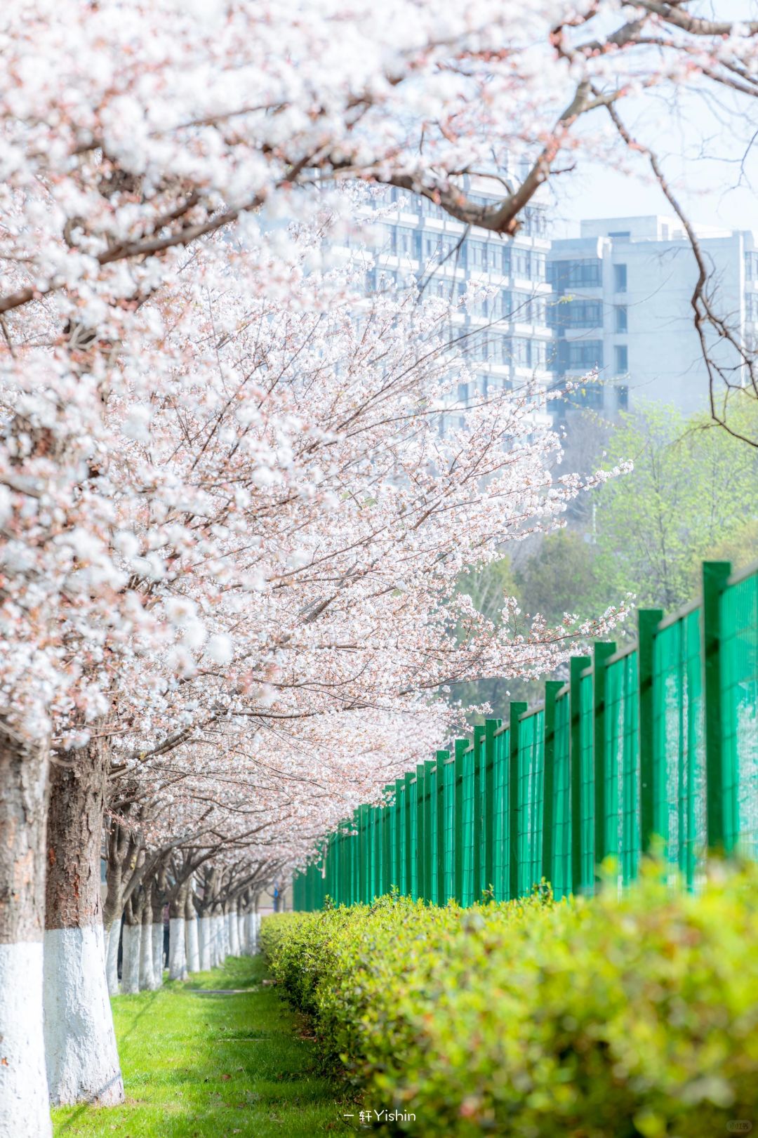 镜头下的春和景明｜期待南京的春天