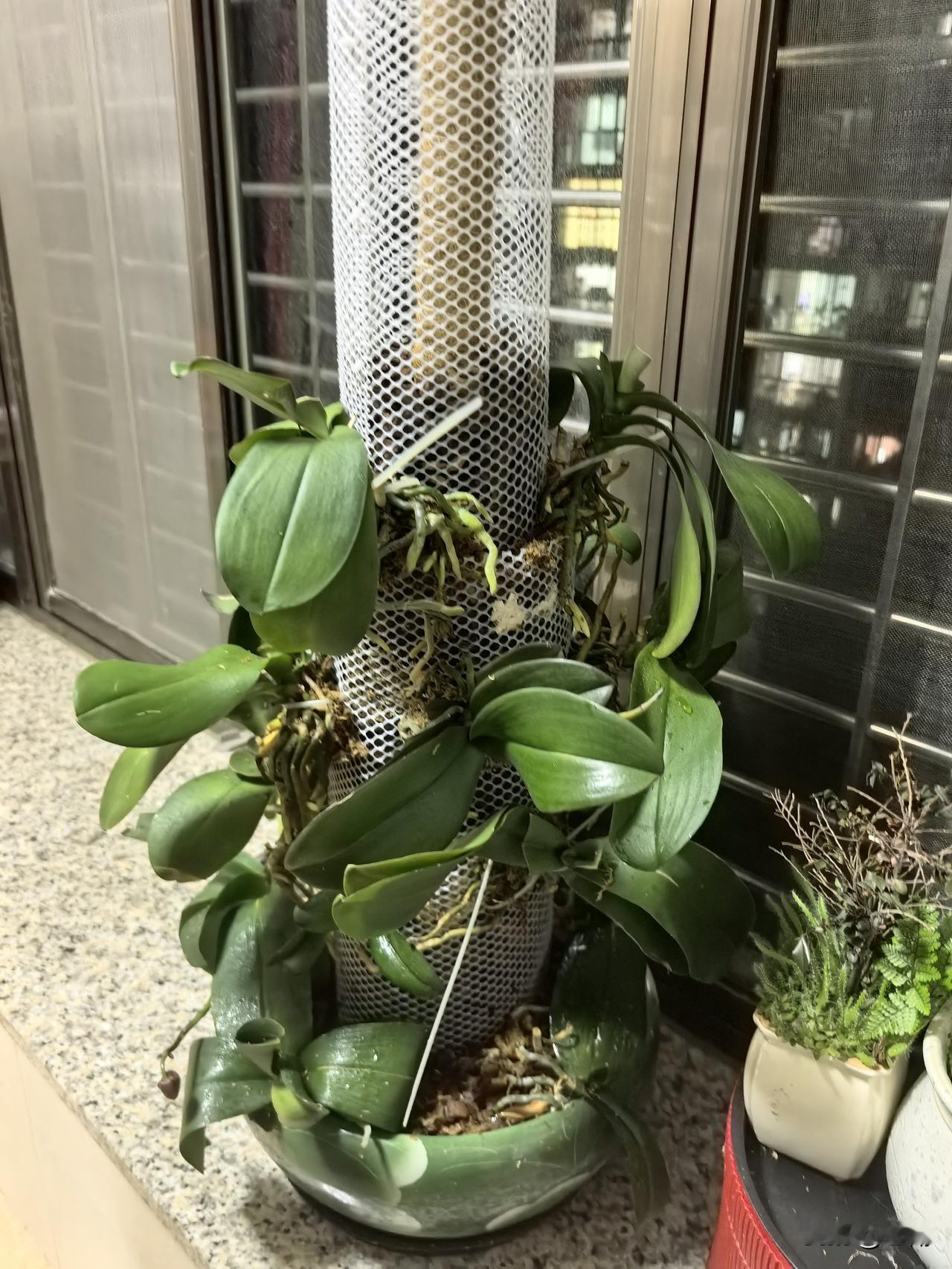 把蝴蝶兰这样挂起来，还有希望吗？
养死了不少之后，决定把蝴蝶兰挂起来养，用塑料网