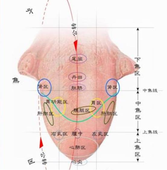 这张收好！脏腑舌面对照图！舌诊点病主要靠的就是它！
 
在舌诊中，“独处藏奸”是