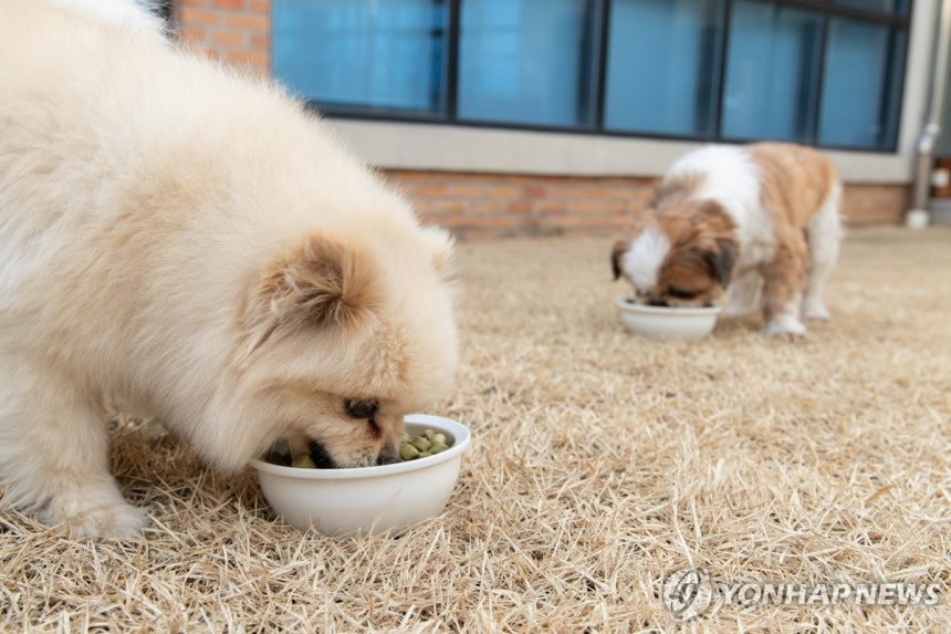 【韩国伴侣犬遭误安乐死，法律仍视其为“物”，过失致死难究刑责】海外新鲜事 热点现