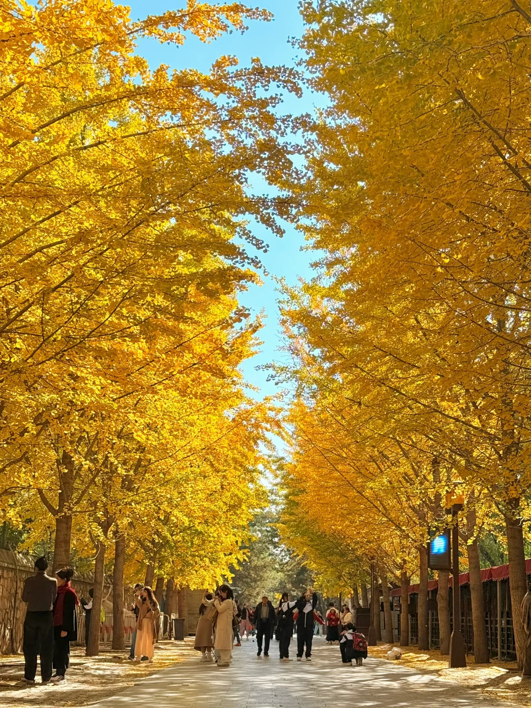 10.28实况📷北京本周蕞美赏秋路线🍂快冲！