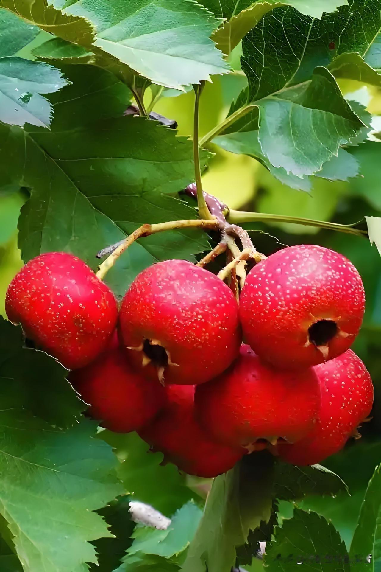 ❤️ 心阳虚——手脚凉
 
心主血脉，阳气是血液运行的动力。心阳虚时，血脉推动无