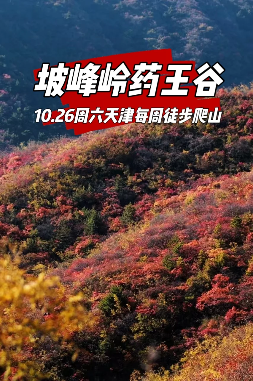 这绝对是天津周边赏红叶天花板路线，周六啦