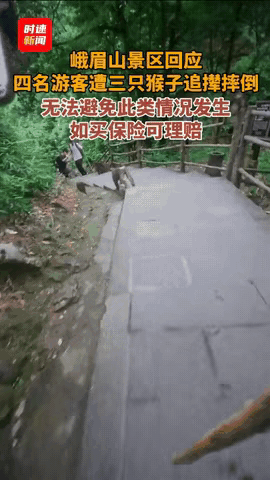 太不走运了！四川峨眉山，四个大老爷们儿正结伴爬山呢，说说笑笑的。冷不丁，树丛里“