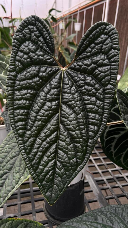 随手拍拍