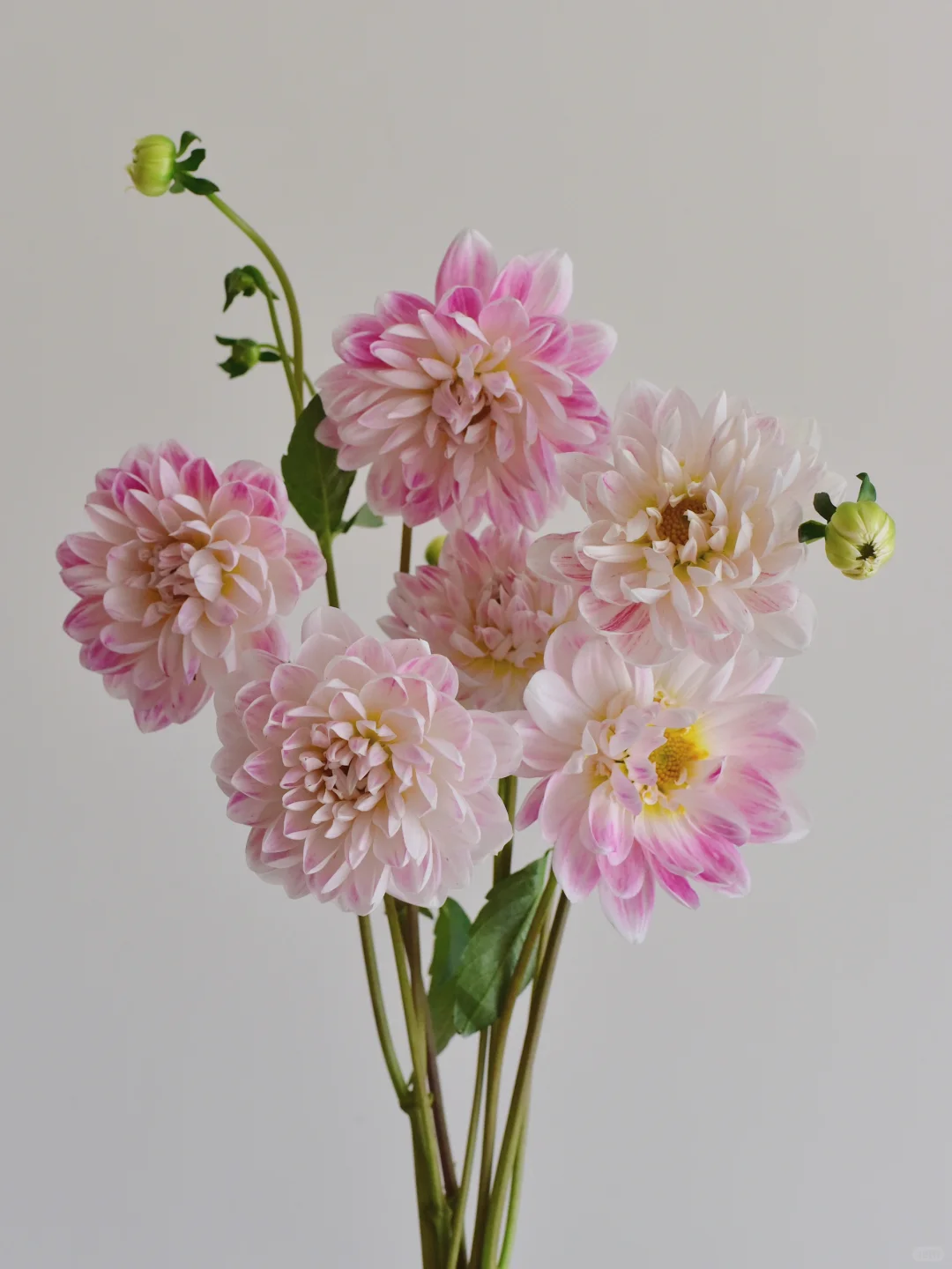 大丽花·凯尔盖安