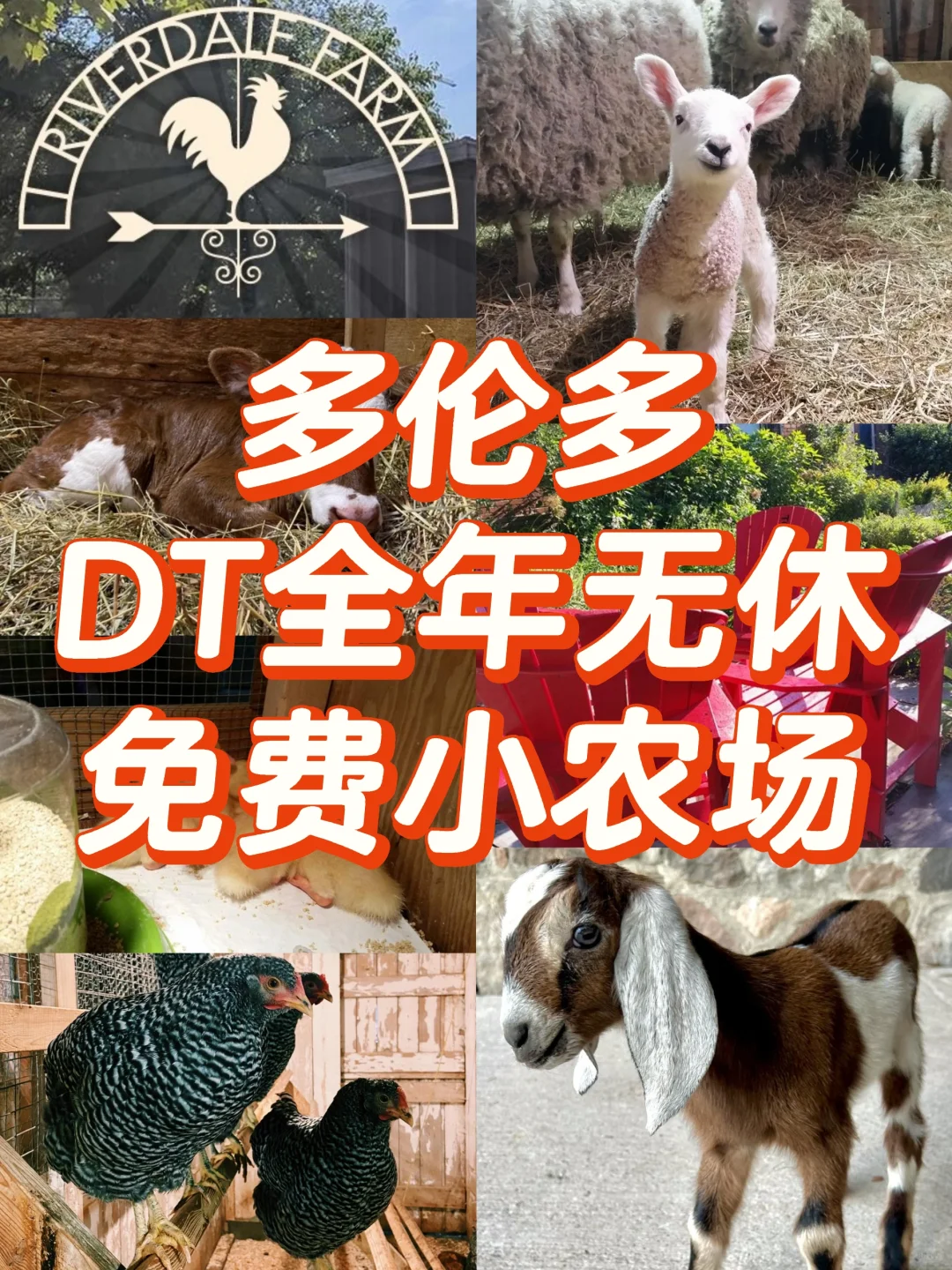 惊了❗多伦多DT竟然🈶这么可爱的小农场