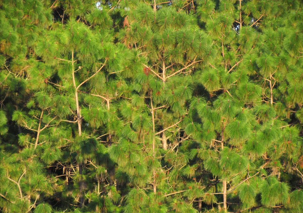 春天本来是踏青的时节，但在昆明却不得不留在城市，特别是今年暖冬提前爆发，松树花粉