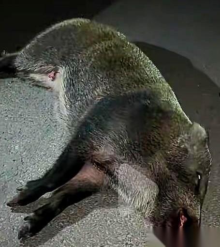 撞死一头猪，赔了两万三，还被判了全责。
这事儿听着是不是特魔幻？
安徽一个哥们，