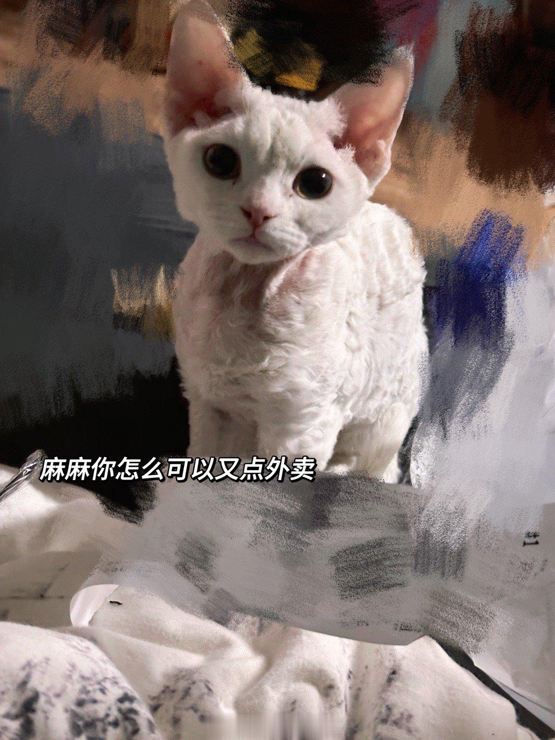 全世界最可爱的小猫咪[太阳]  ​​​