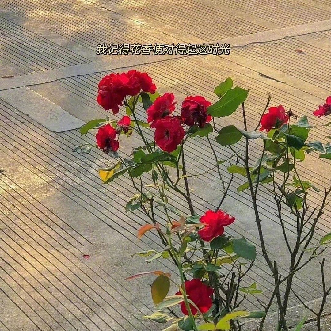 董卿写过一段话：无论我们最后生疏成什么样子，曾经对你的好都是真的，就算终有一散，