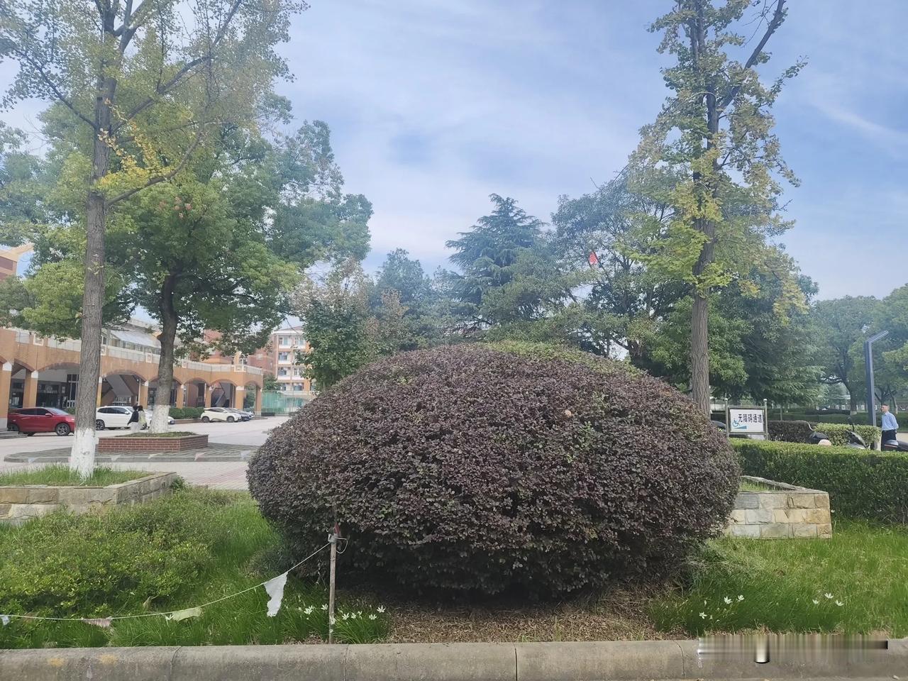 
看看这椭圆形的花圃，忽然想起一段话，做人太方伤人，太圆会很世俗，做人行椭圆方式