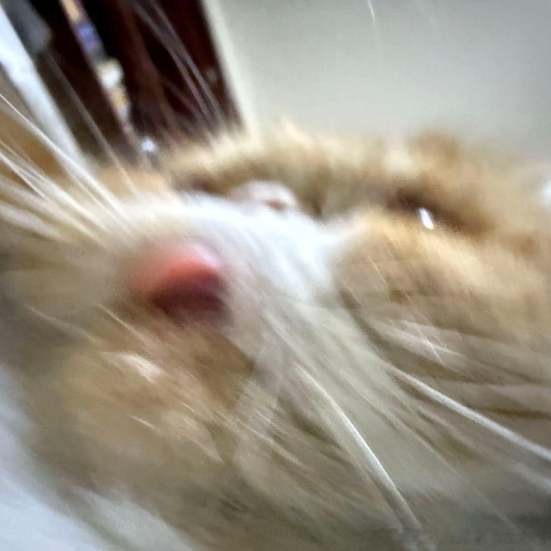 49599【丑猫】此又乃何物啊 