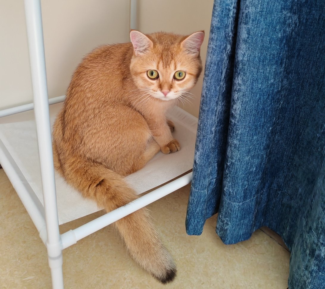 吹着空调准备睡觉元宝好惬意猫宠物 ​​​