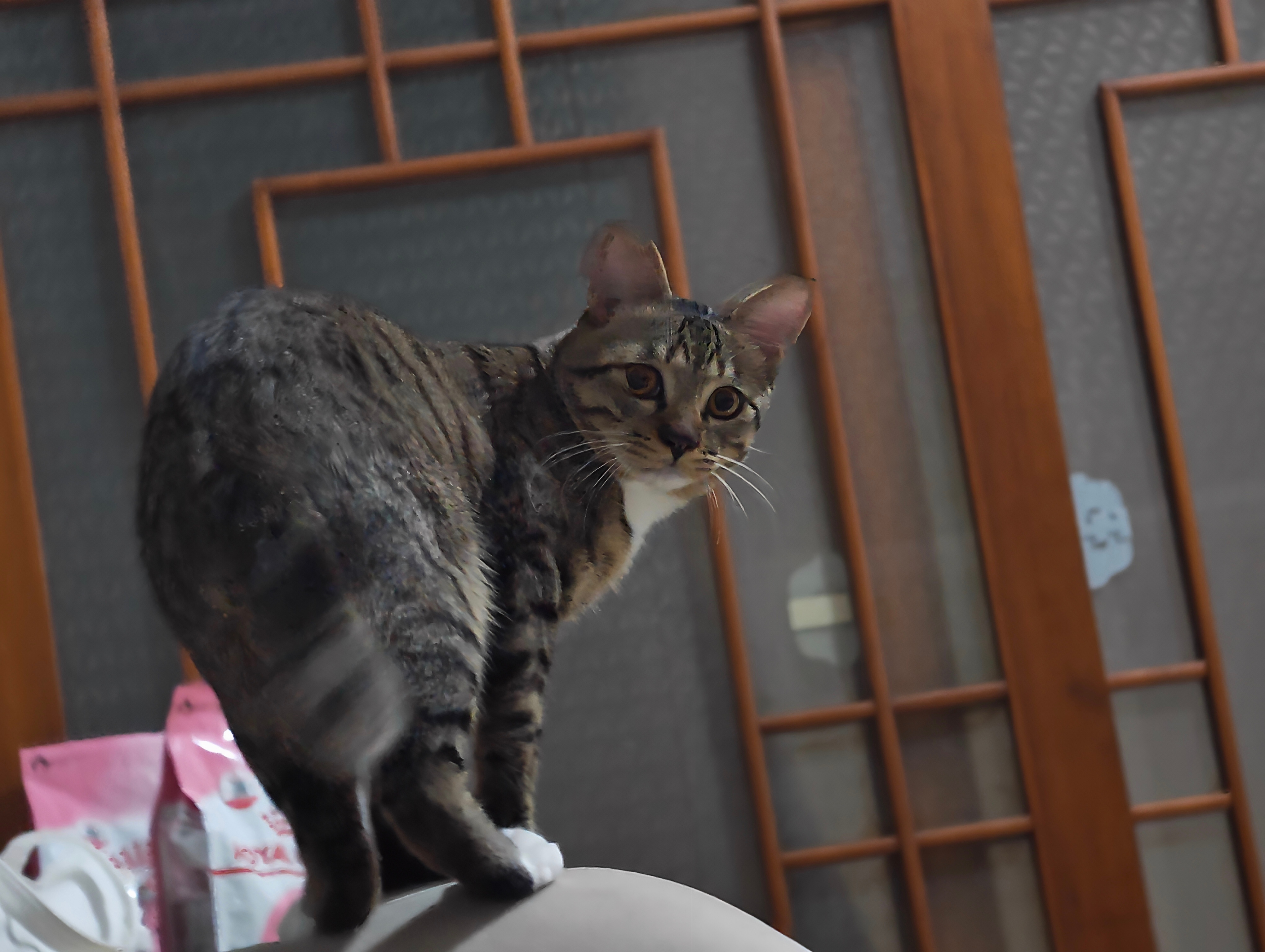 我大哥🐱 又开始捕猎了昨天晚上抓了只蟑螂出来给我吓四了…今天回来发现地上又有飞