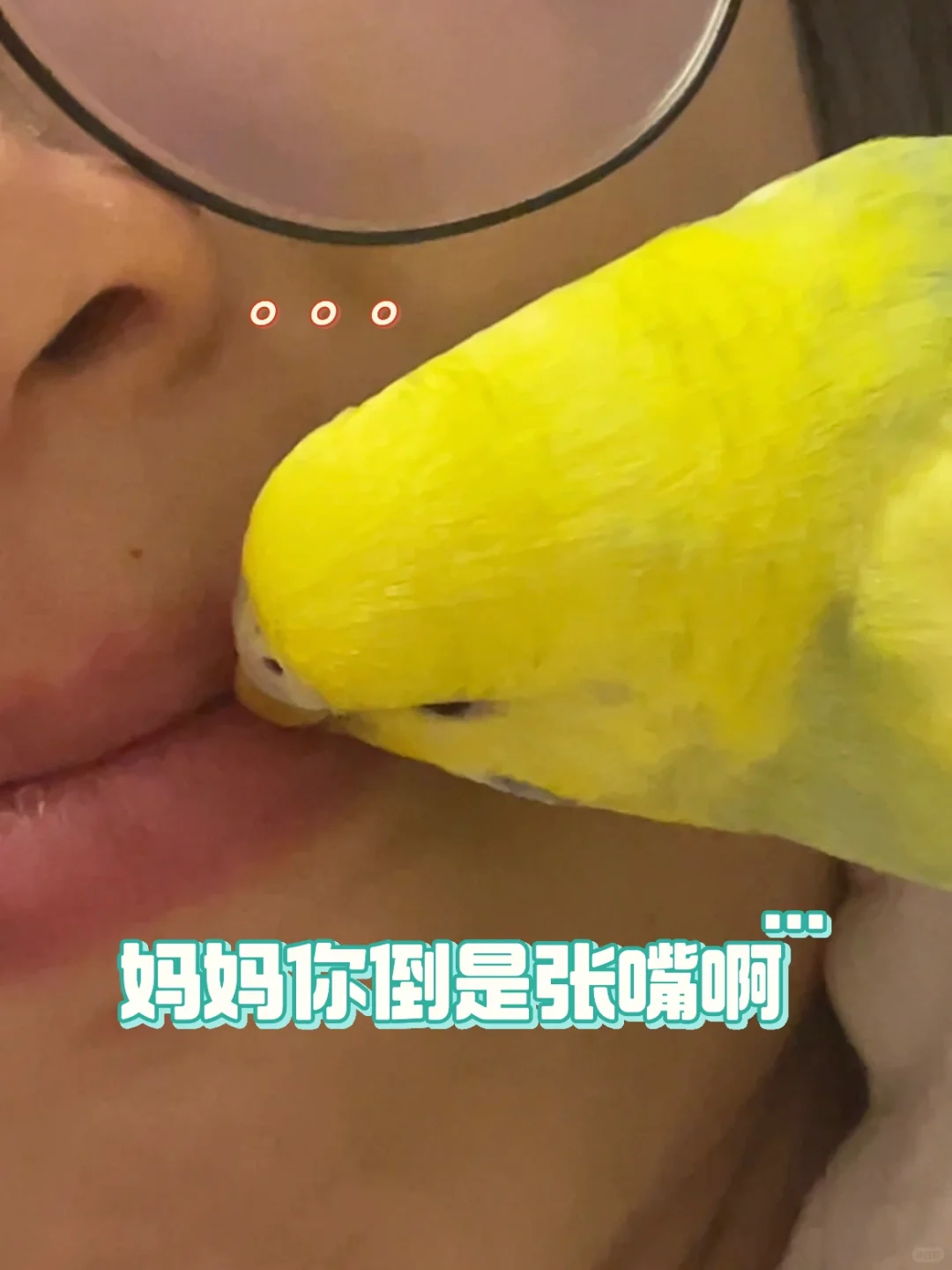 鹦鹉小剧场之霸道鸟总爱上我🕶️