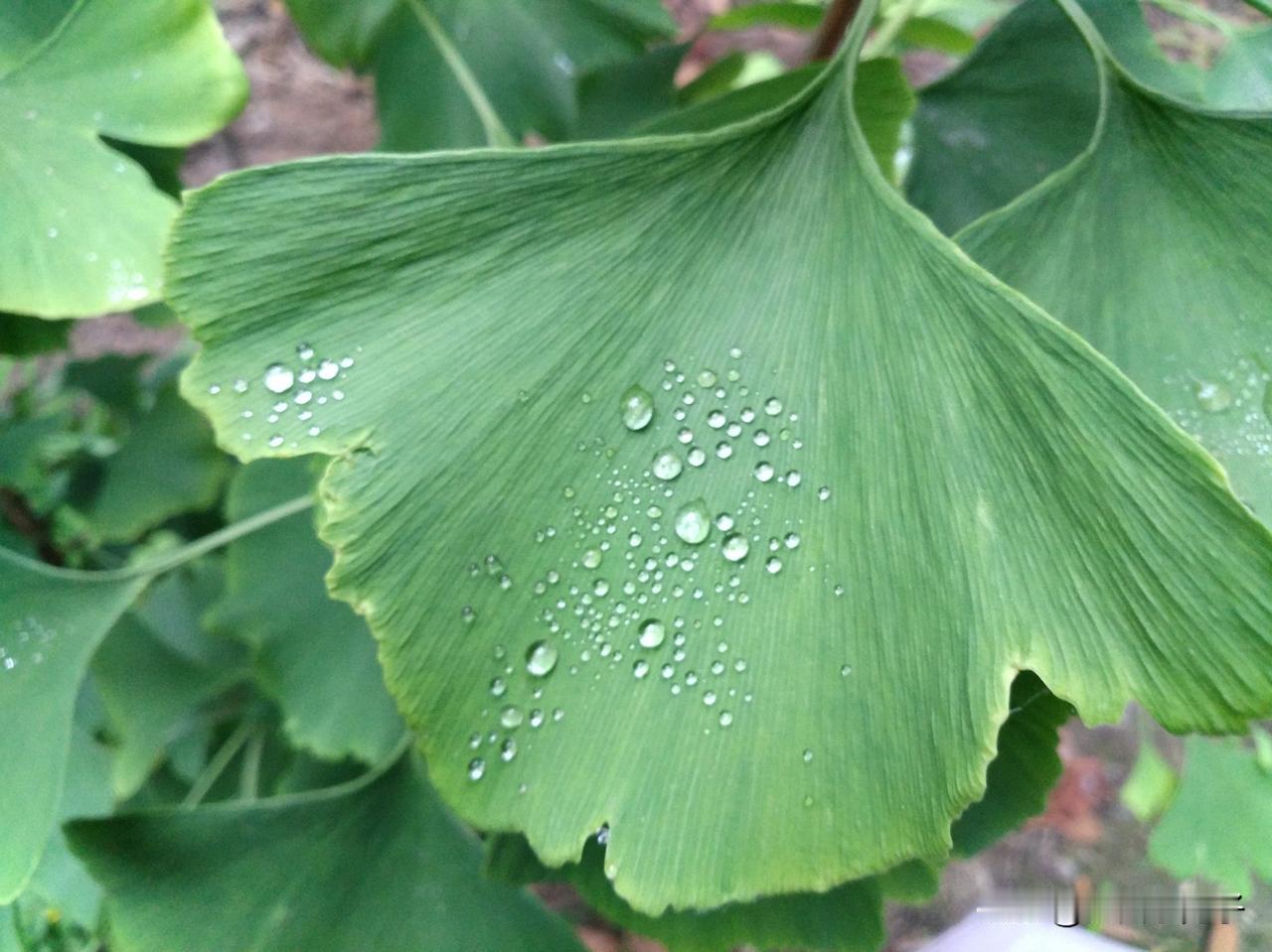 二月二，龙抬头。这天的最高气温，直达二十五度。这是农历二月初应该的温度吗？显然不