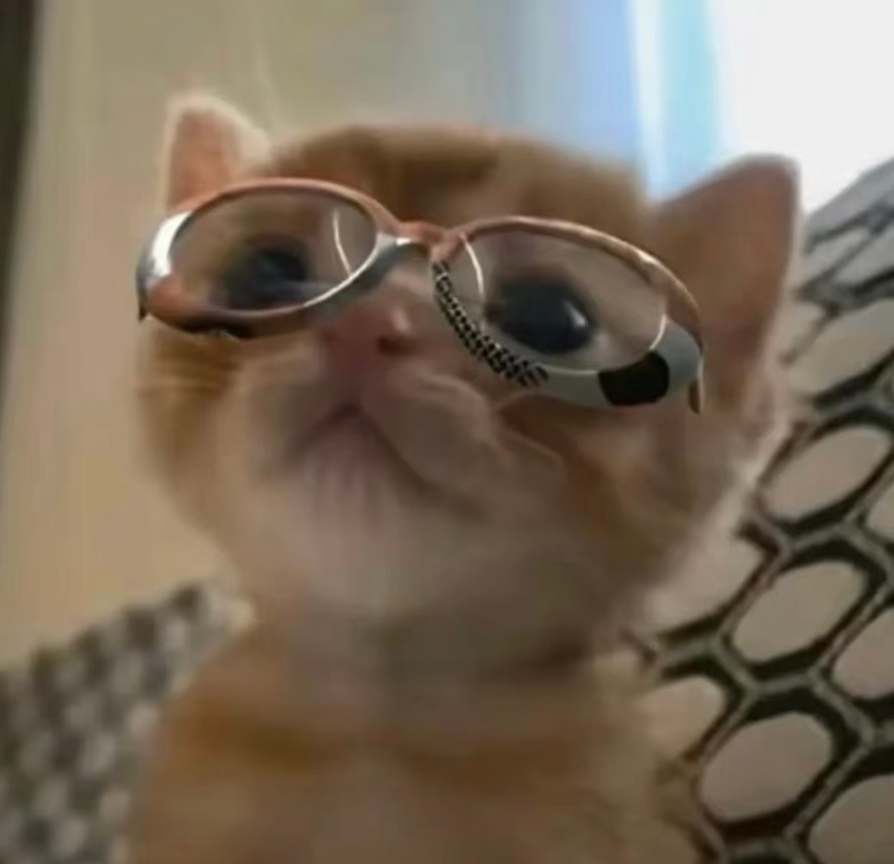好猫！ 萌萌猫  ！cute cat！고양이！ネコちゃん！猫中顶流！完全的优质小