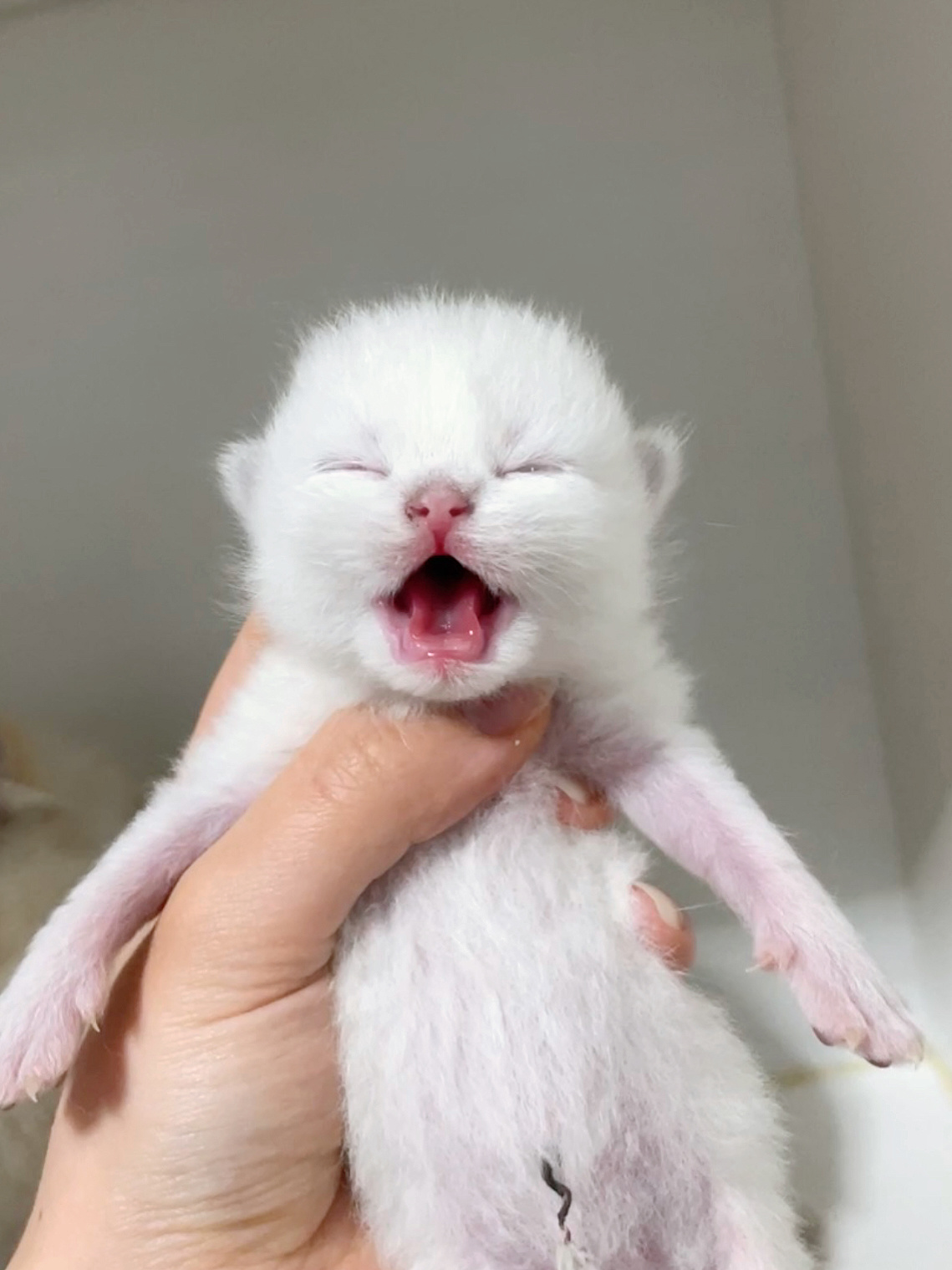 干嘛啦#英国短毛猫##金点##英短金点色# ​​​