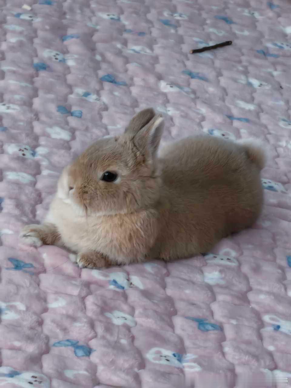 13688🐇【兔有爱好】所有垫子里最爱趴兔兔图案的小粉垫 