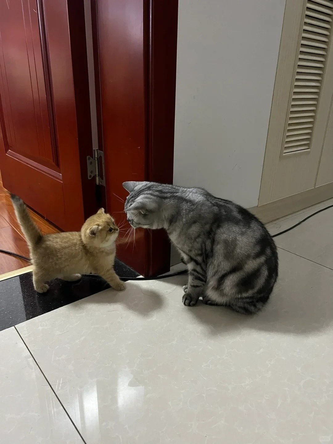 让原住民和新猫谐相处的小技巧！超详细！猫咪之间的相处模式除了和性格有关，也和环境