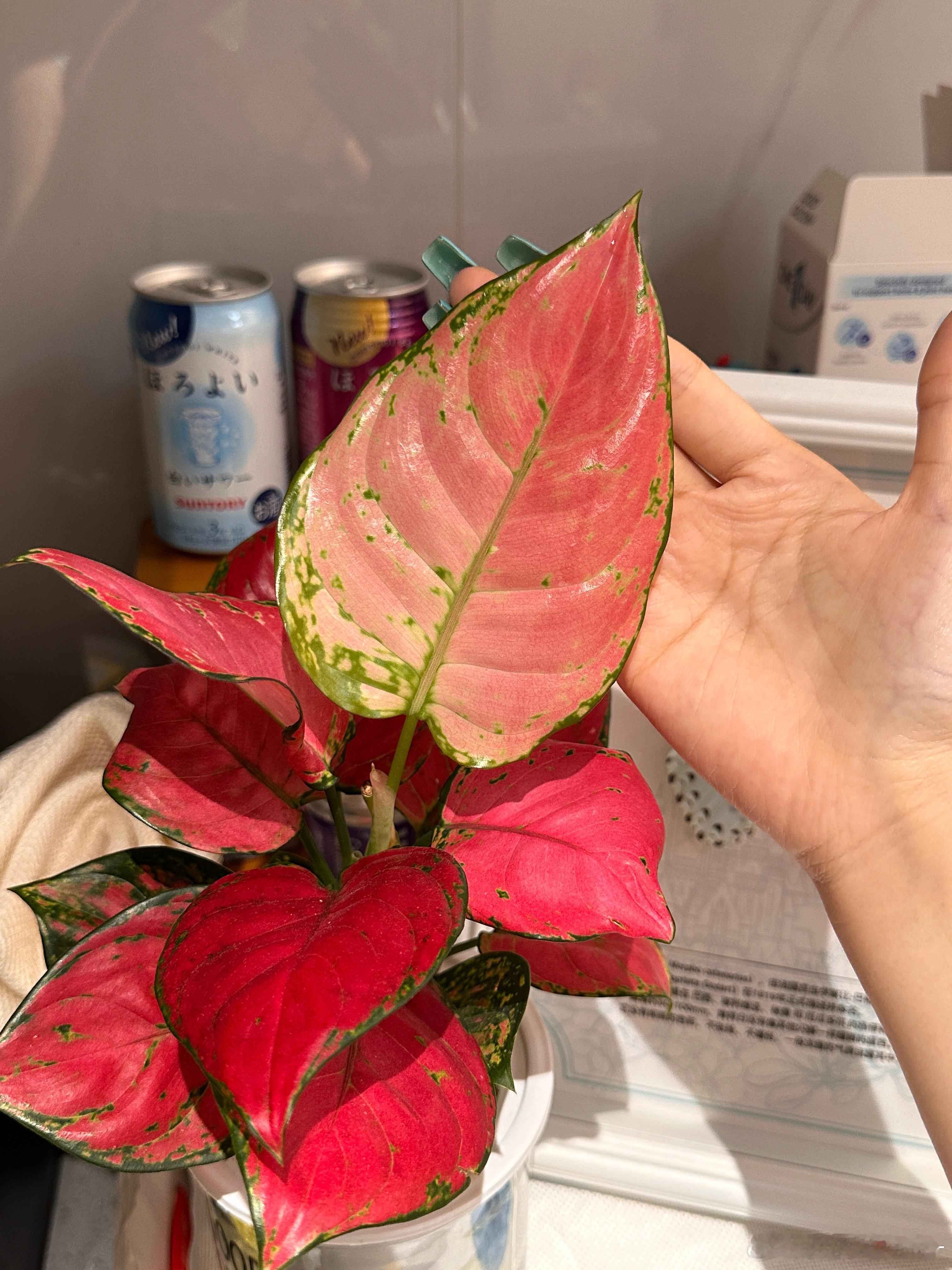 如何让植物停止生长？？？水培➕不见阳光也能长出如此雷霆大叶？（是其他叶子的两倍大