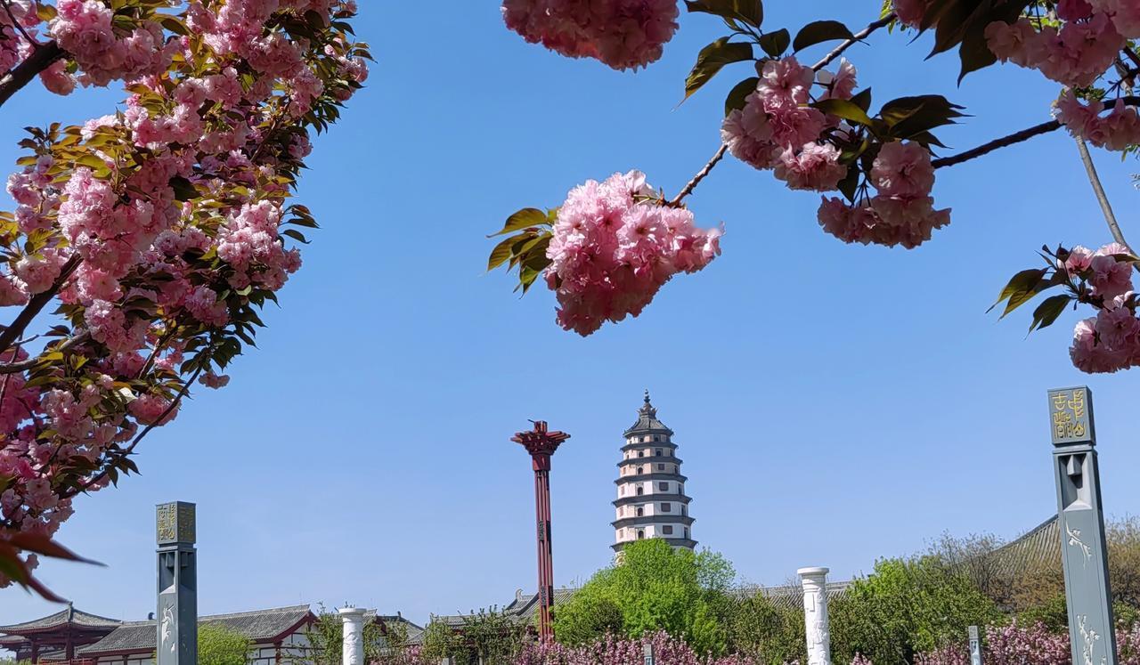 春日生活打卡季这个春天差点忘了看花，还好来了趟石家庄，踩了一下春尾。