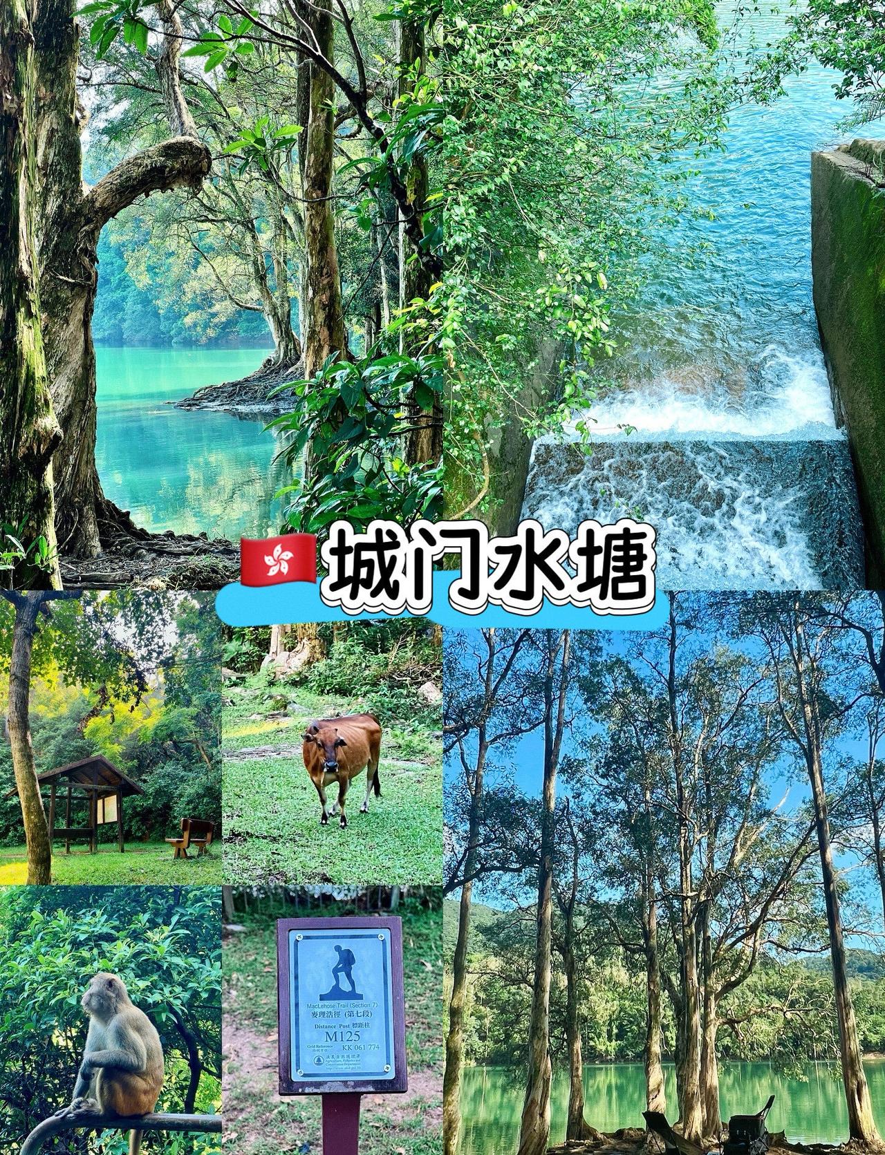 🐒新手友好·绿野仙踪同款🪵
🚌【交通指南】
1️⃣ 深圳湾/福田口岸过关