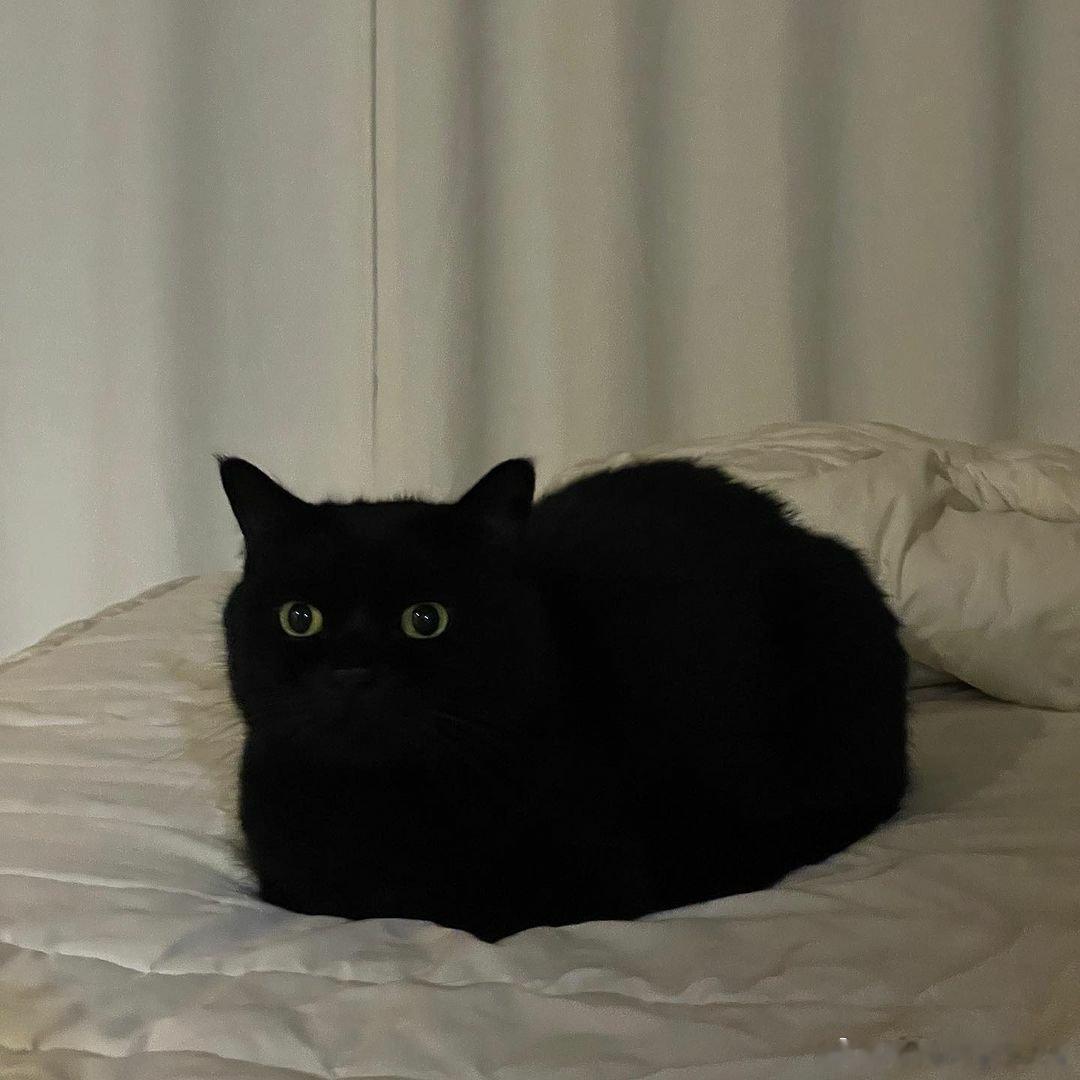 猫宁 