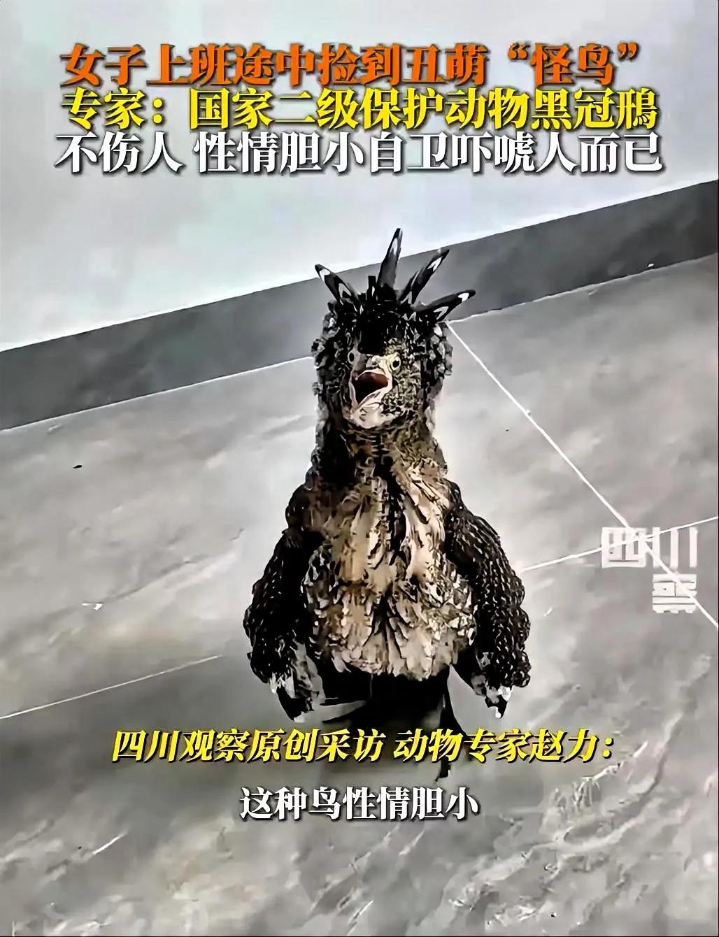 海南这位女子上班路上捡着的鸟，也太会“装凶”了吧！长得怪模怪样不说，还冲人嗷嗷叫