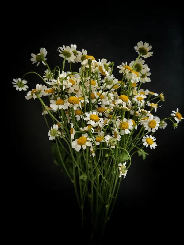 不用出远门，花30块买束雪柳或洋甘菊，插在玻璃瓶放窗台，或者换条轻薄亚麻巾，把春