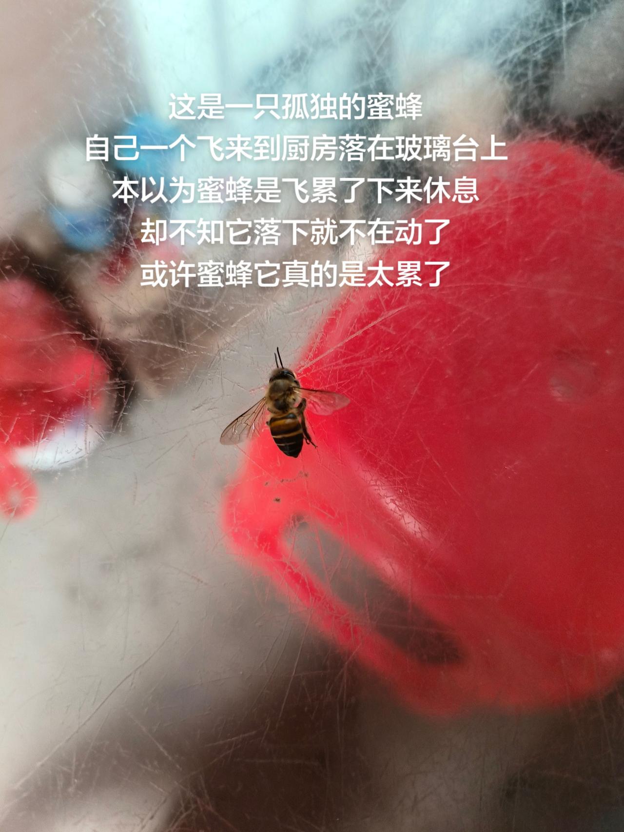 这是一只孤独的蜜蜂
自己一个飞来到厨房落在玻璃台上
本以为蜜蜂是飞累了下来休息
