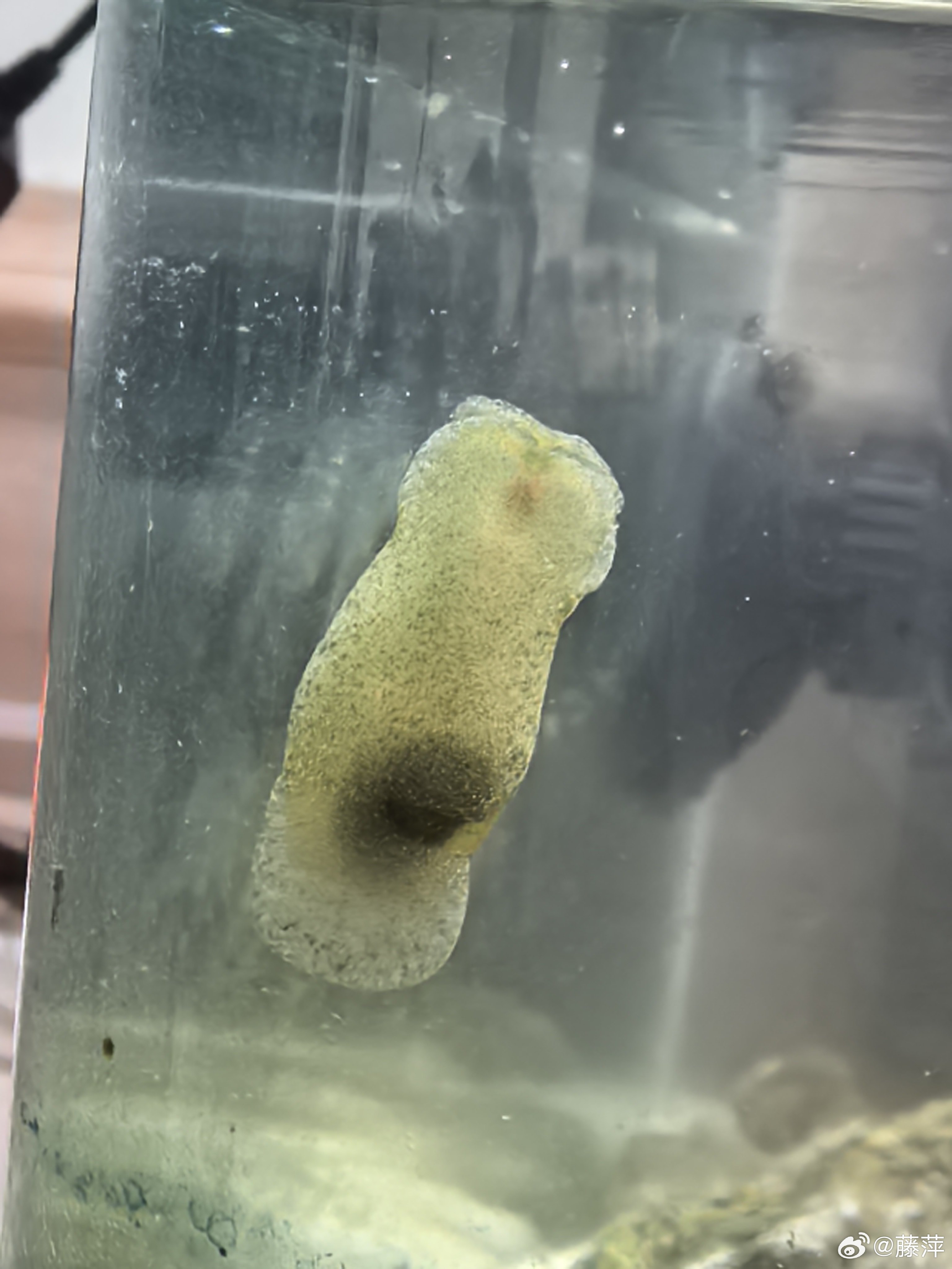 然后两只QQ糖在我缸里生了一堆卵，现在孵化出来了满缸蹦跶。。。。，在昨天之前我都
