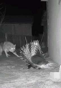 一直以为豪猪是被动防御，结果却是豪猪把武林绝招“暴雨梨花针”玩的炉火纯青，主动出