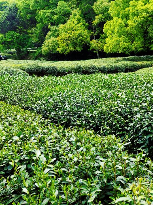 交换春天 ourspring 春天拍照