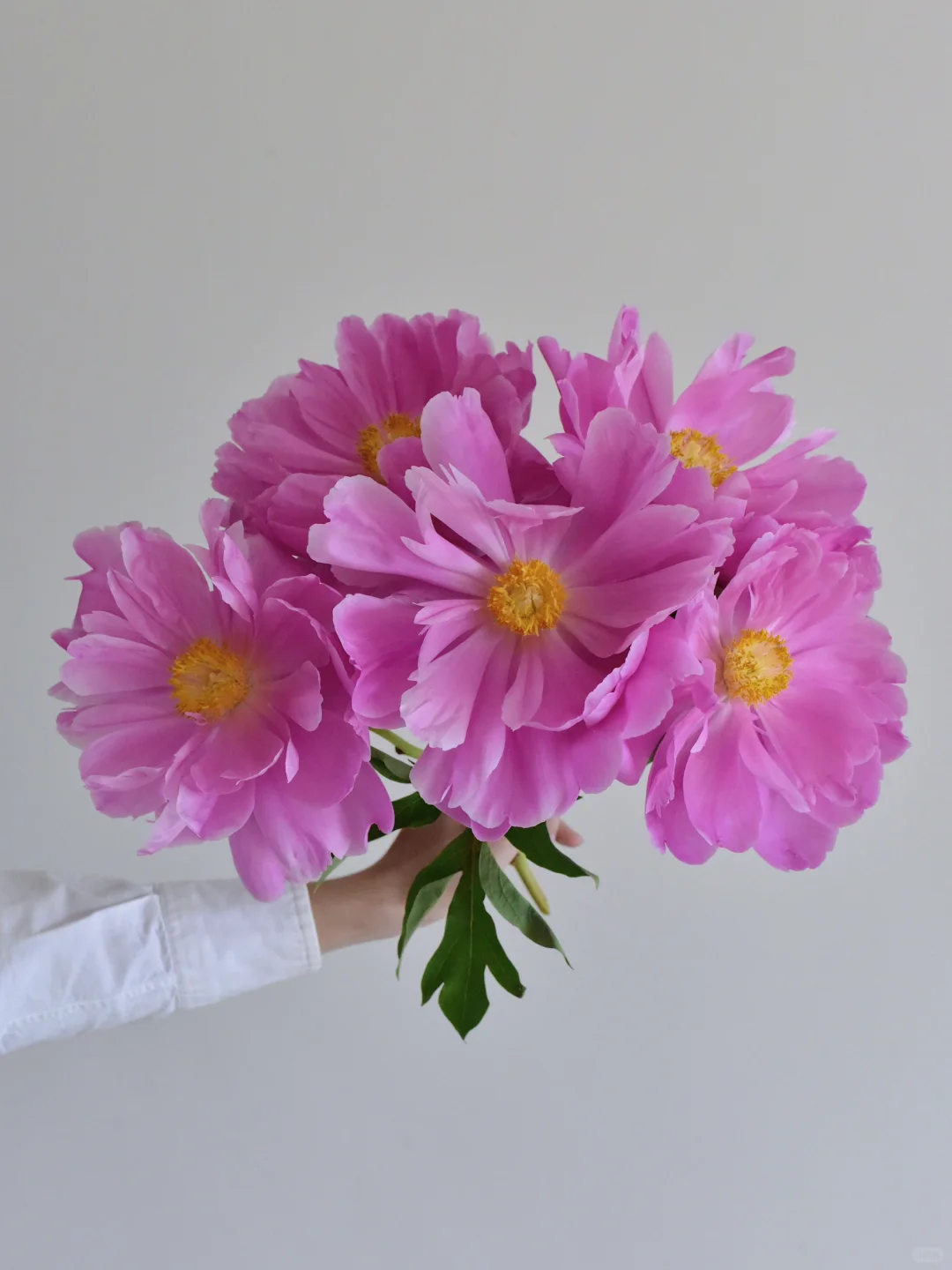 芍药·奇迹之梦