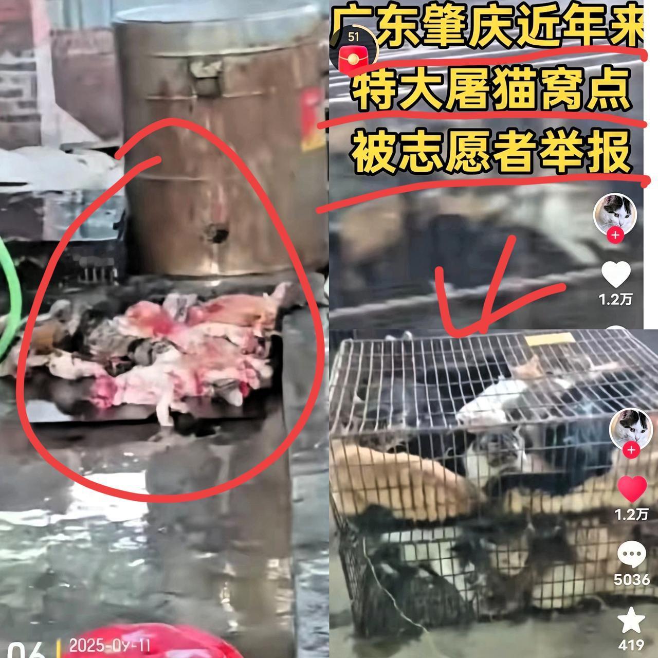 广东肇庆那个特大屠猫窝点终
于被志愿者举报查封了！真得好好

谢谢这些心怀善意的